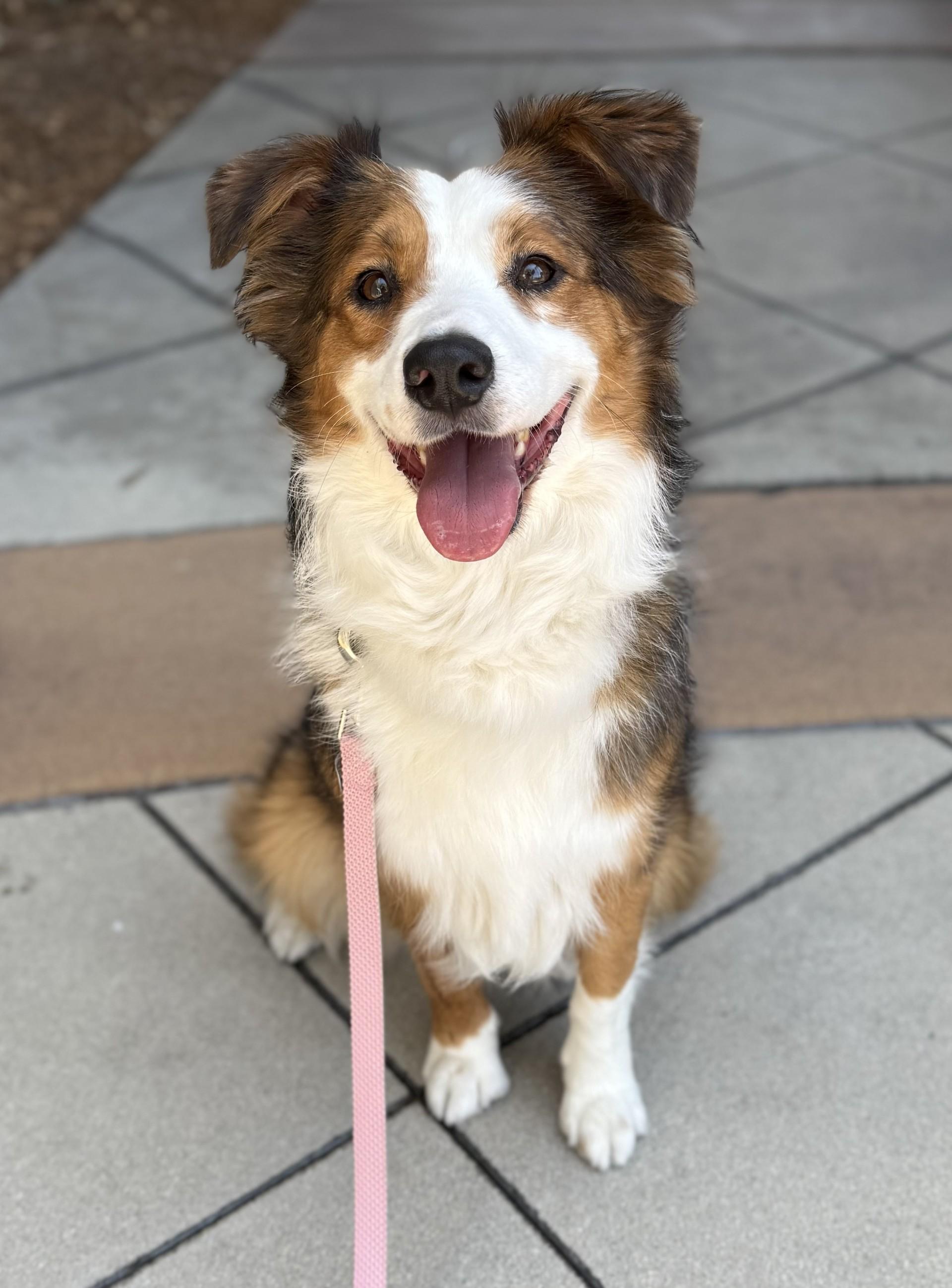 Ozzie