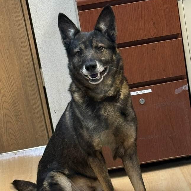 Enlarge Boss, a ADOPTABLE mixed breed in Washington, PA image 2/6