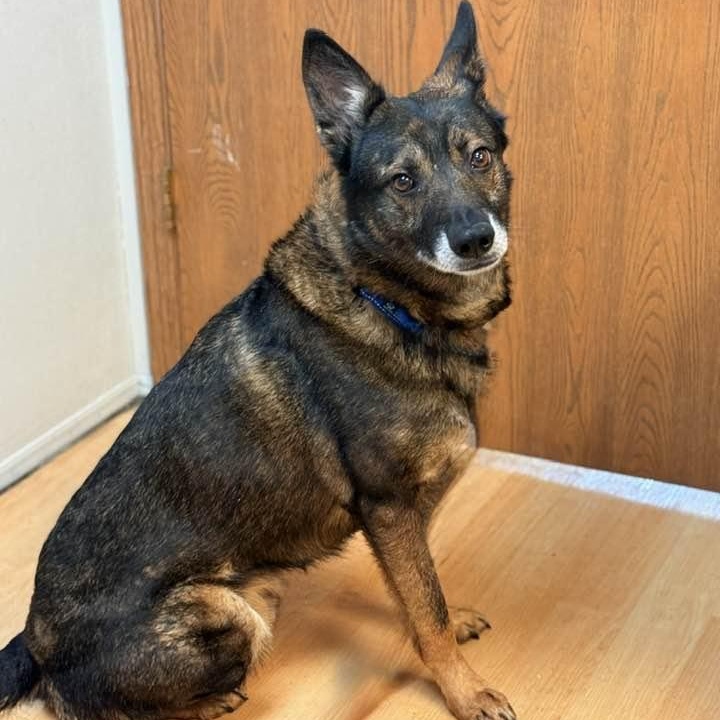 Enlarge Boss, a ADOPTABLE mixed breed in Washington, PA image 3/6