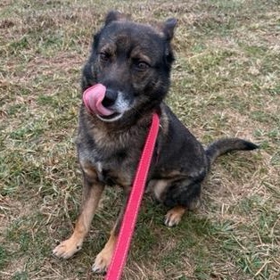 Enlarge Boss, a ADOPTABLE mixed breed in Washington, PA image 5/5