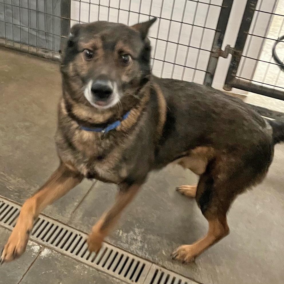 Enlarge Boss, a ADOPTABLE mixed breed in Washington, PA image 4/6