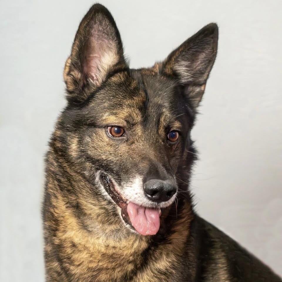 Enlarge Boss, a ADOPTABLE mixed breed in Washington, PA image 1/6