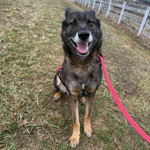 Enlarge Boss, a ADOPTABLE mixed breed in Washington, PA image 4/5
