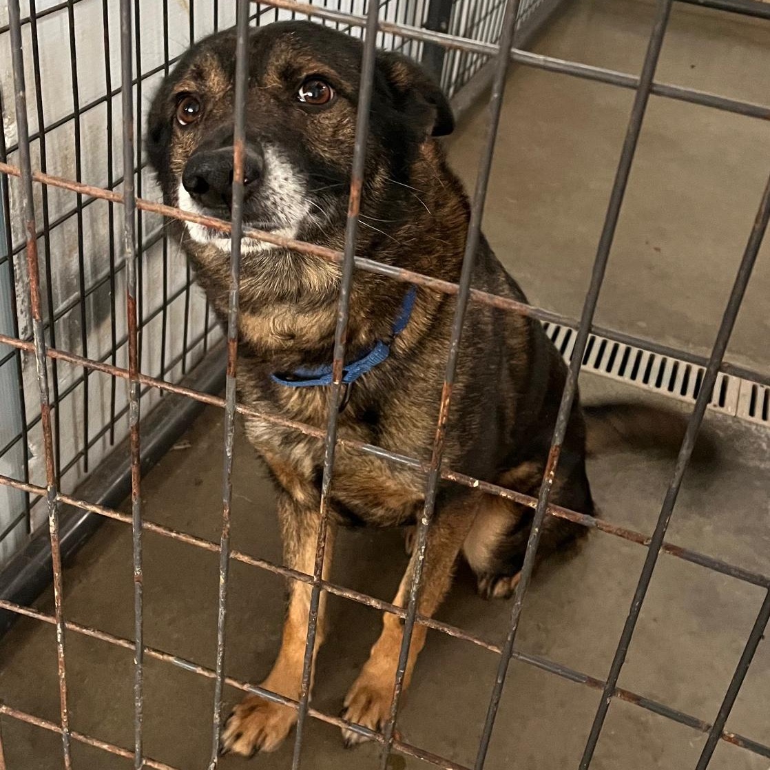 Enlarge Boss, a ADOPTABLE mixed breed in Washington, PA image 5/6