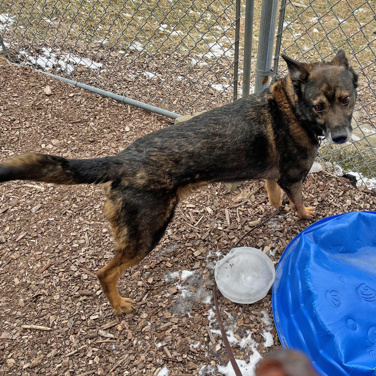 Enlarge Boss, a ADOPTABLE mixed breed in Washington, PA image 6/6