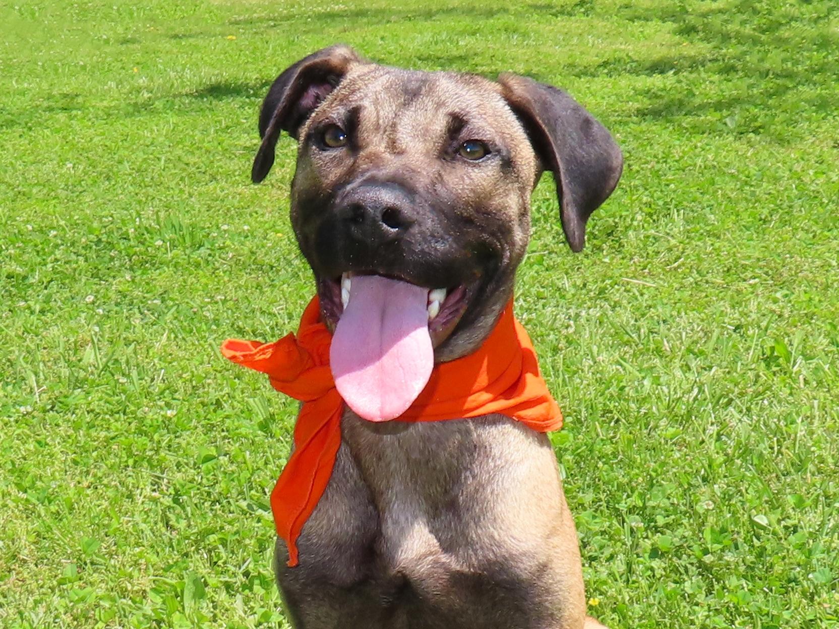 Percy  26C-72B, ADOPTABLE, Puppy Male Great Dane.