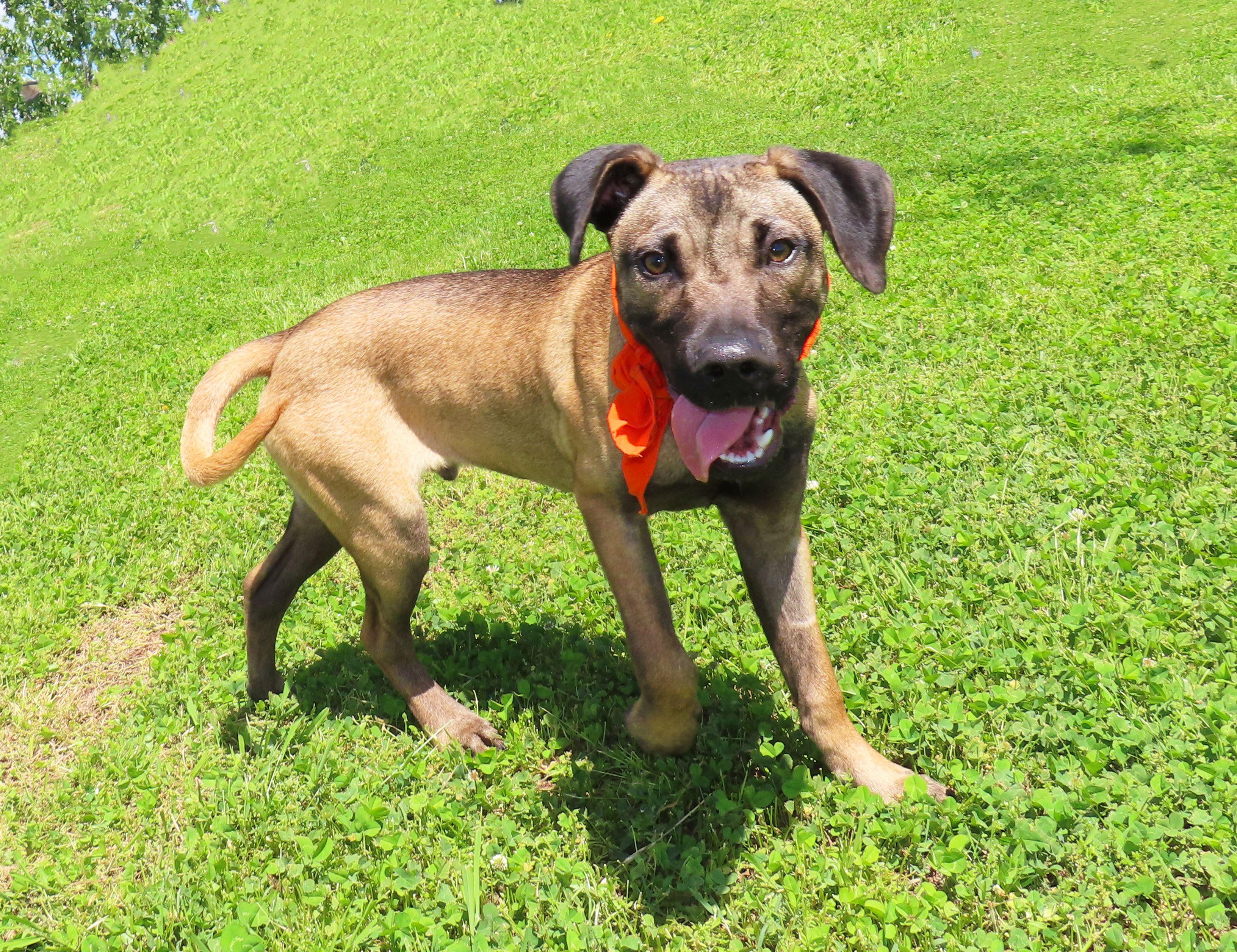 Enlarge Percy  26C-72B, a ADOPTABLE mixed breed in Rogers, AR image 4/5