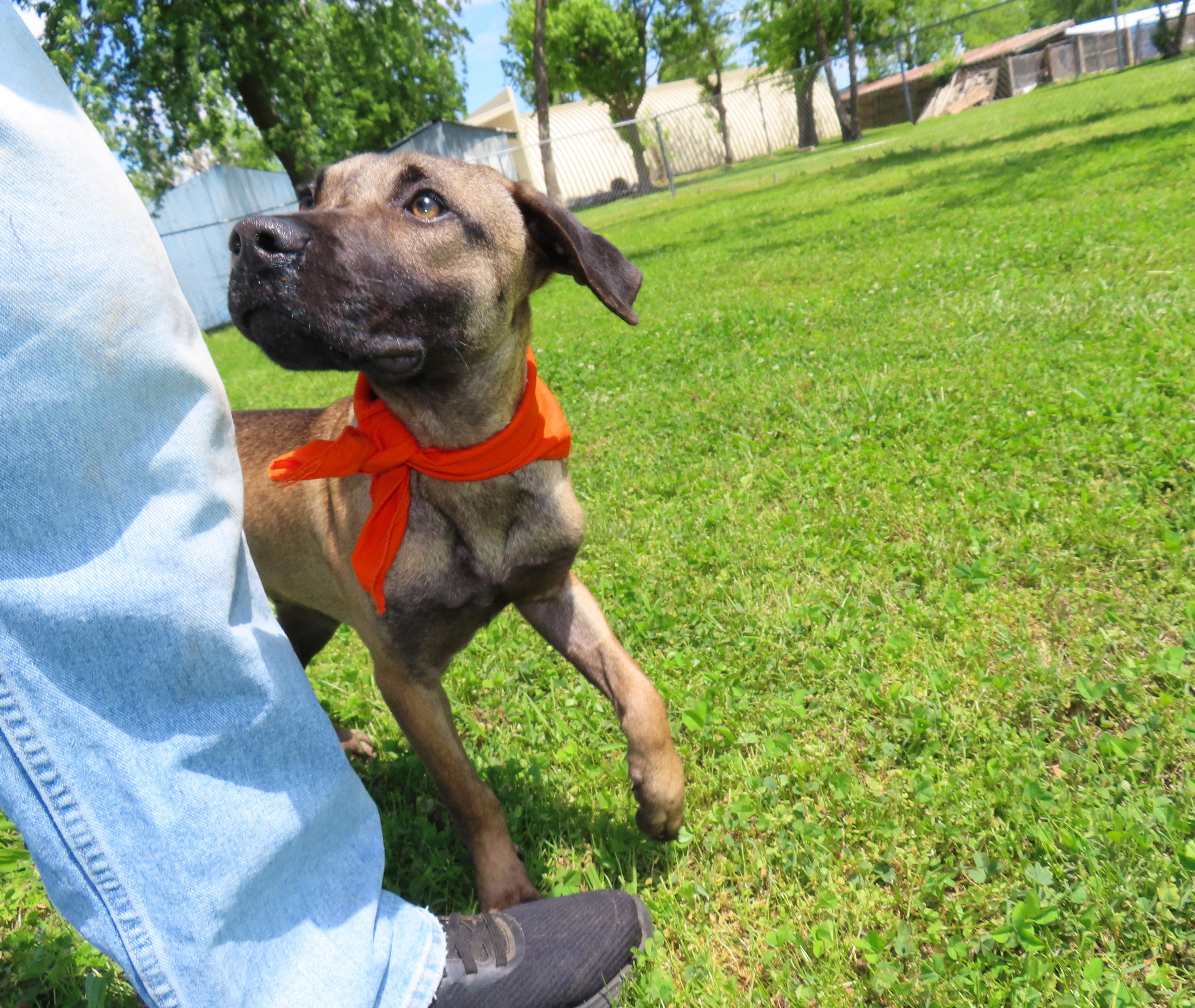 Enlarge Percy  26C-72B, a ADOPTABLE mixed breed in Rogers, AR image 2/5