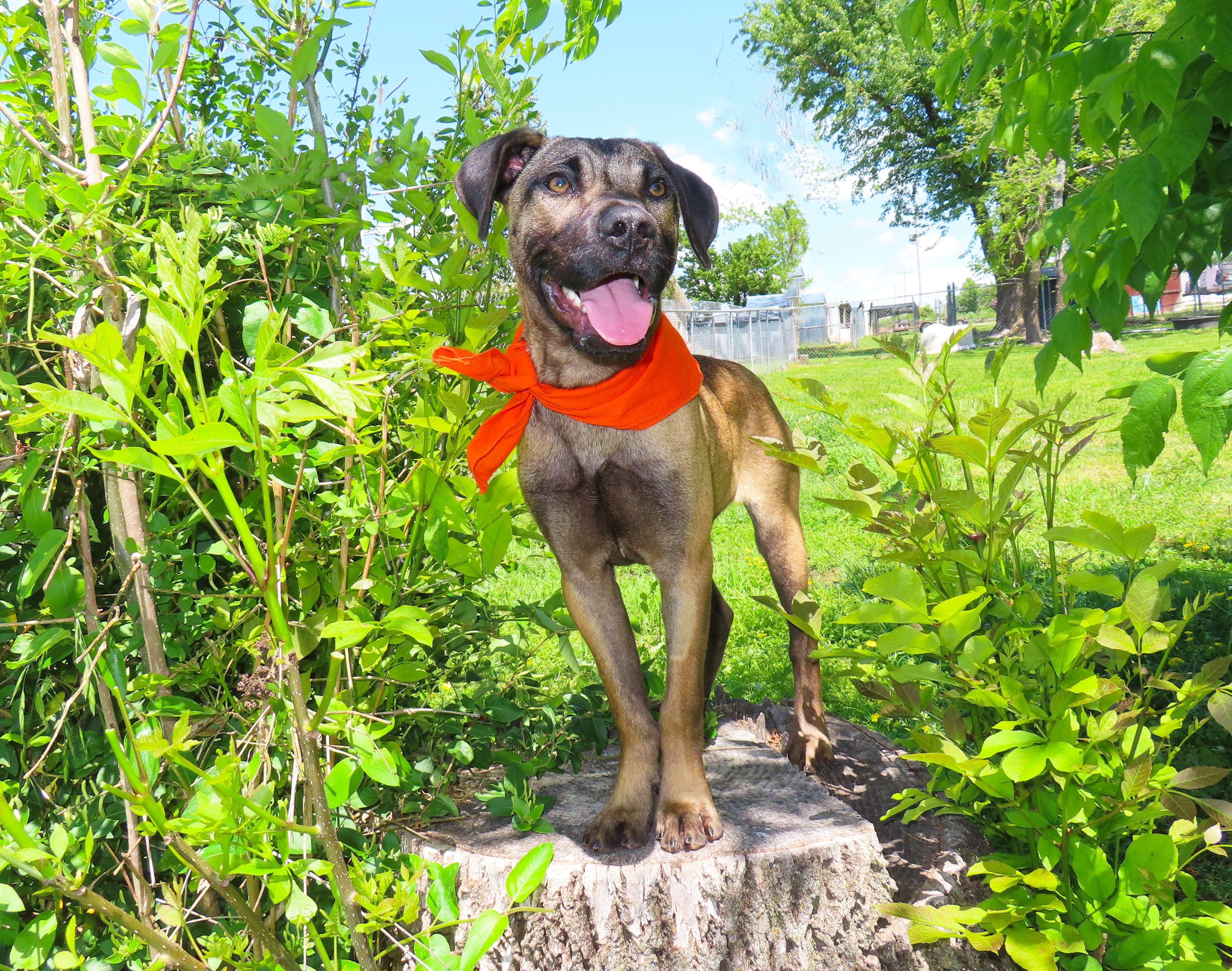 Enlarge Percy  26C-72B, a ADOPTABLE mixed breed in Rogers, AR image 3/5