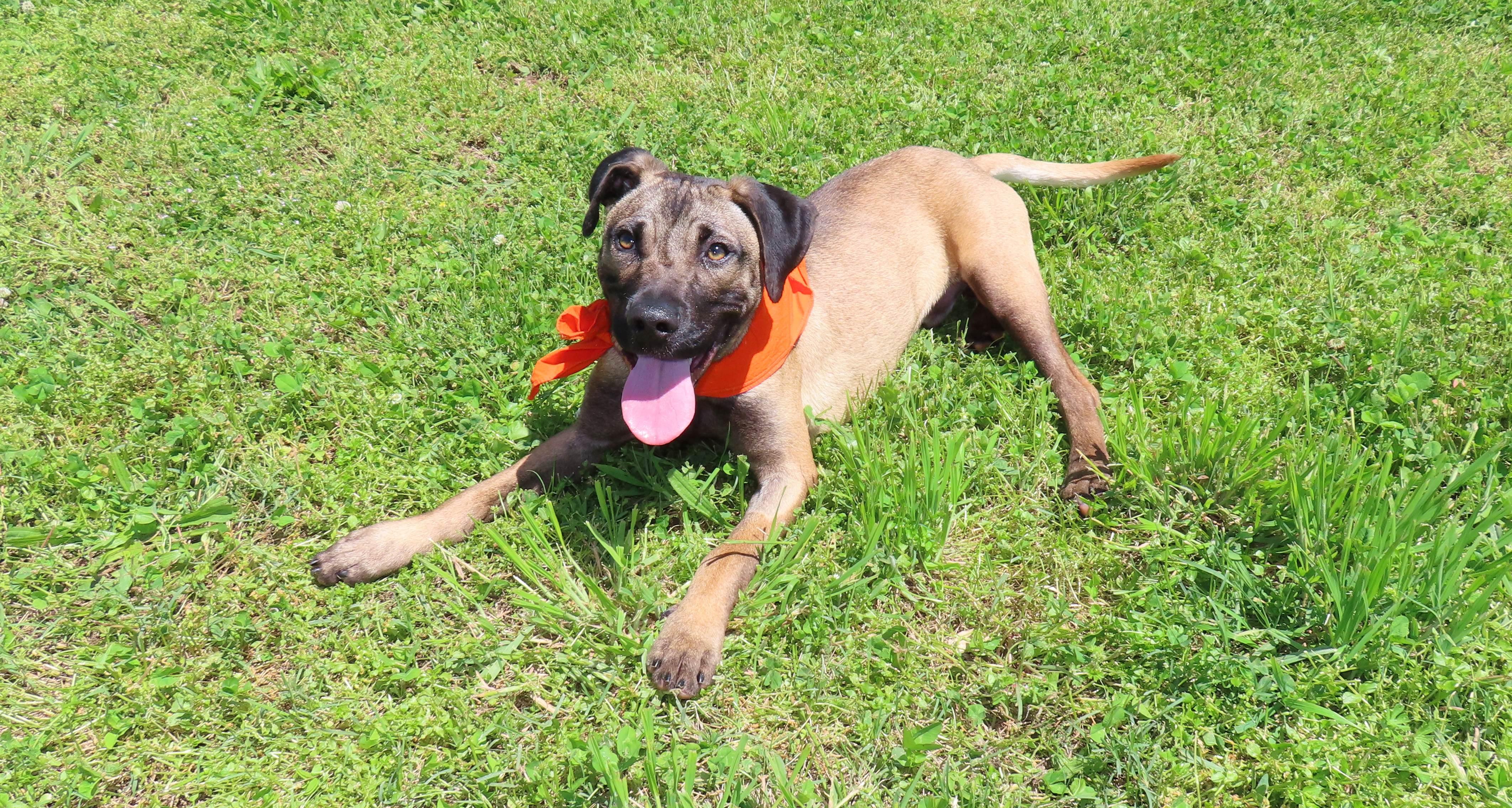 Enlarge Percy  26C-72B, a ADOPTABLE mixed breed in Rogers, AR image 5/5