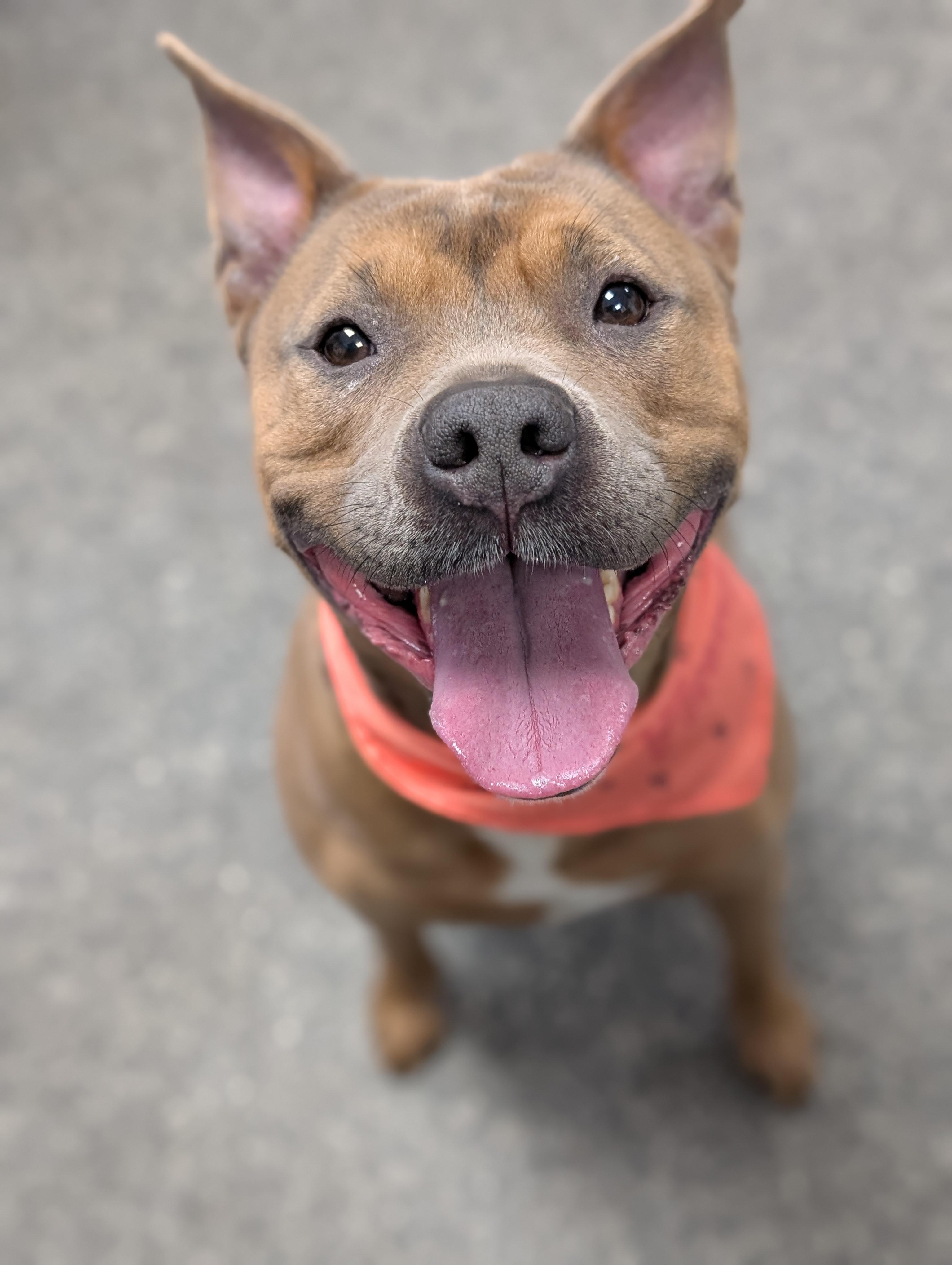 Alicia, Adult Female Pit Bull Terrier
