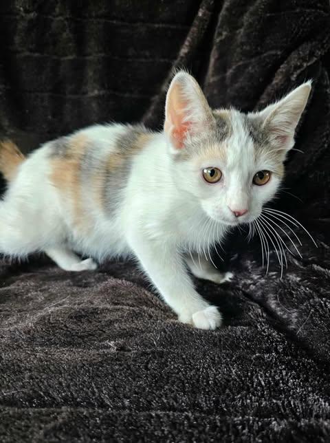 Buttercup, Adopted, Young Female Calico.