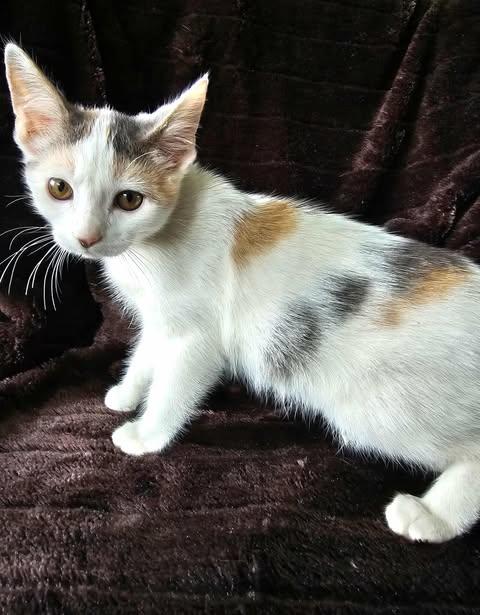 Enlarge Buttercup, a Adopted Calico in Sylacauga, AL image 2/3