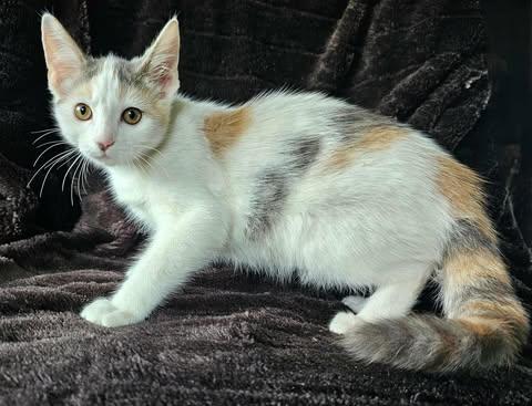 Enlarge Buttercup, a Adopted Calico in Sylacauga, AL image 3/3