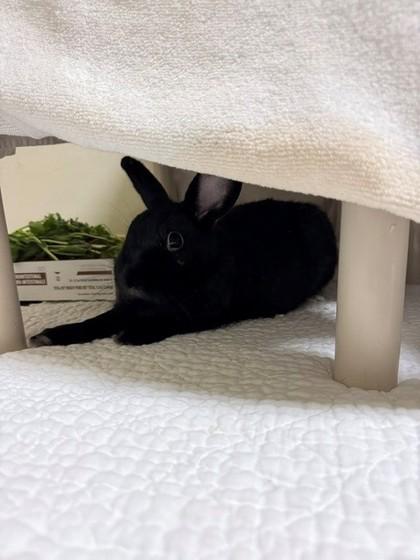 Morpheus, Adoptable, Adult Male Bunny Rabbit & Bunny Rabbit.
