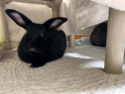 Morpheus, a Adoptable mixed breed in Montreal, QC image 3/3