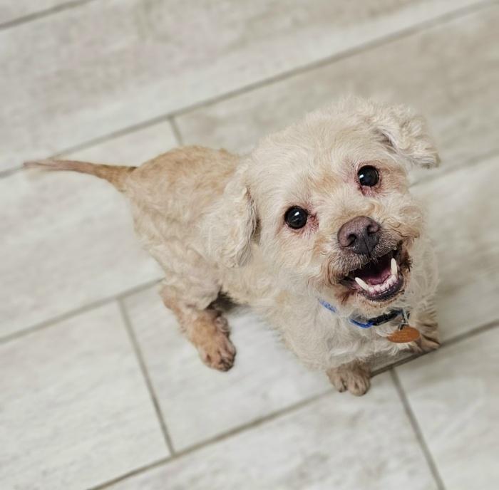 TOFU, Adoptable, Adult Male Poodle & Miniature Poodle.