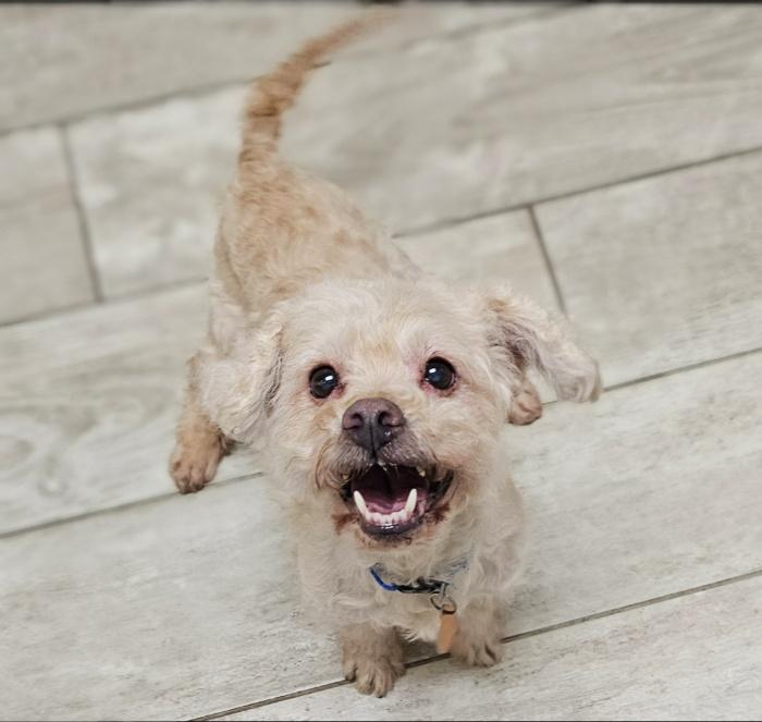 Enlarge TOFU, a Adoptable mixed breed in Fenton, MI image 2/6