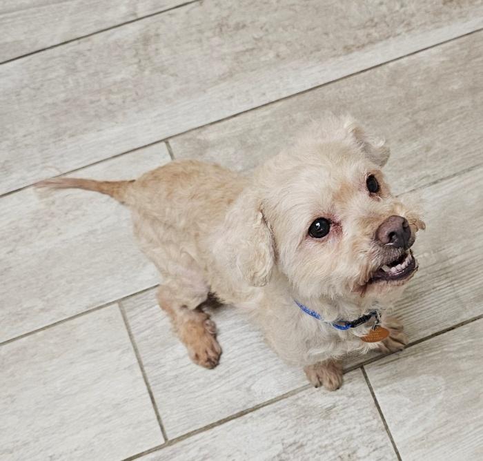 Enlarge TOFU, a Adoptable mixed breed in Fenton, MI image 6/6