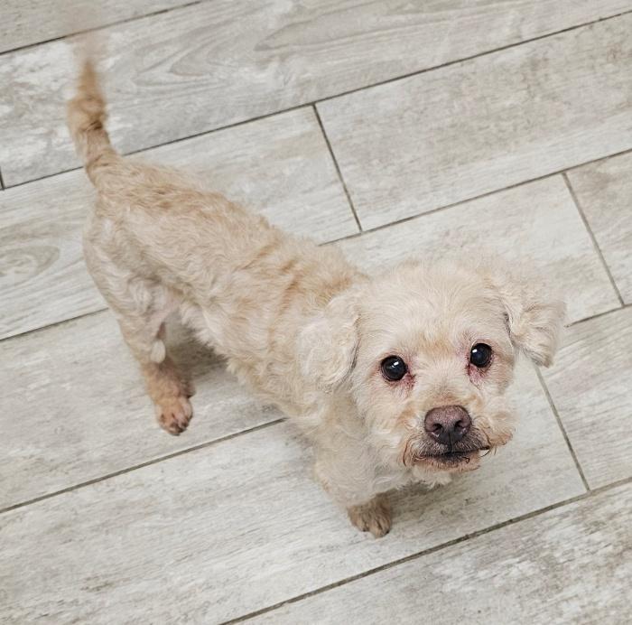 Enlarge TOFU, a Adoptable mixed breed in Fenton, MI image 5/6