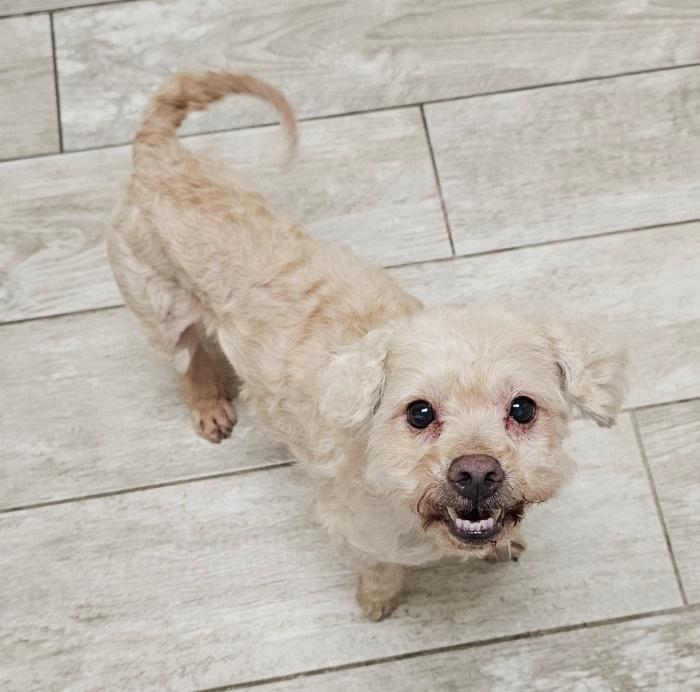 Enlarge TOFU, a Adoptable mixed breed in Fenton, MI image 4/6