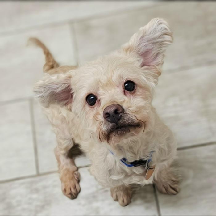 Enlarge TOFU, a Adoptable mixed breed in Fenton, MI image 3/6