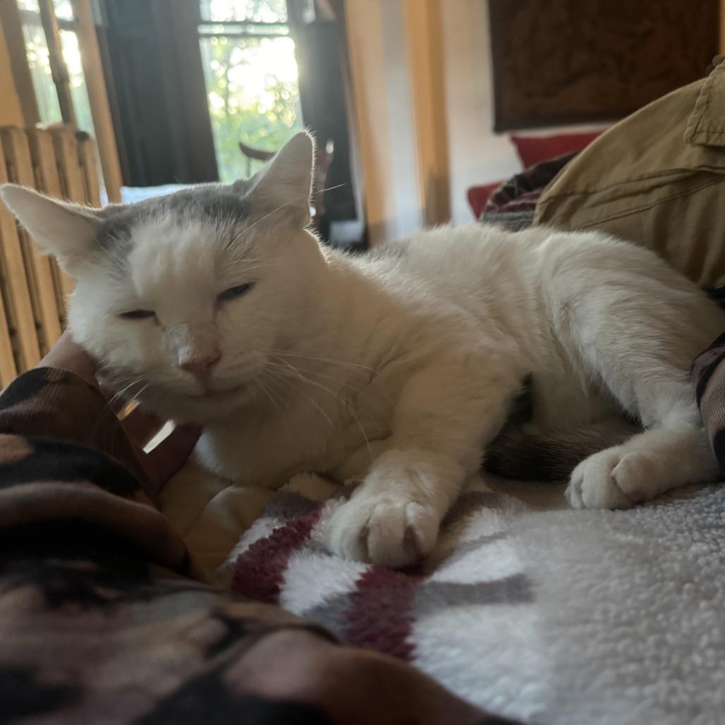 Enlarge Montirius, a Adoptable Domestic Short Hair in Middle Village, NY image 1/6