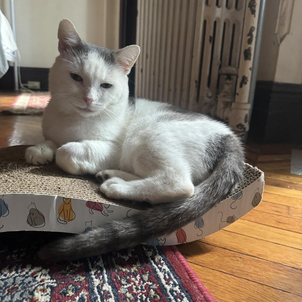 Enlarge Montirius, a Adoptable Domestic Short Hair in Middle Village, NY image 2/6