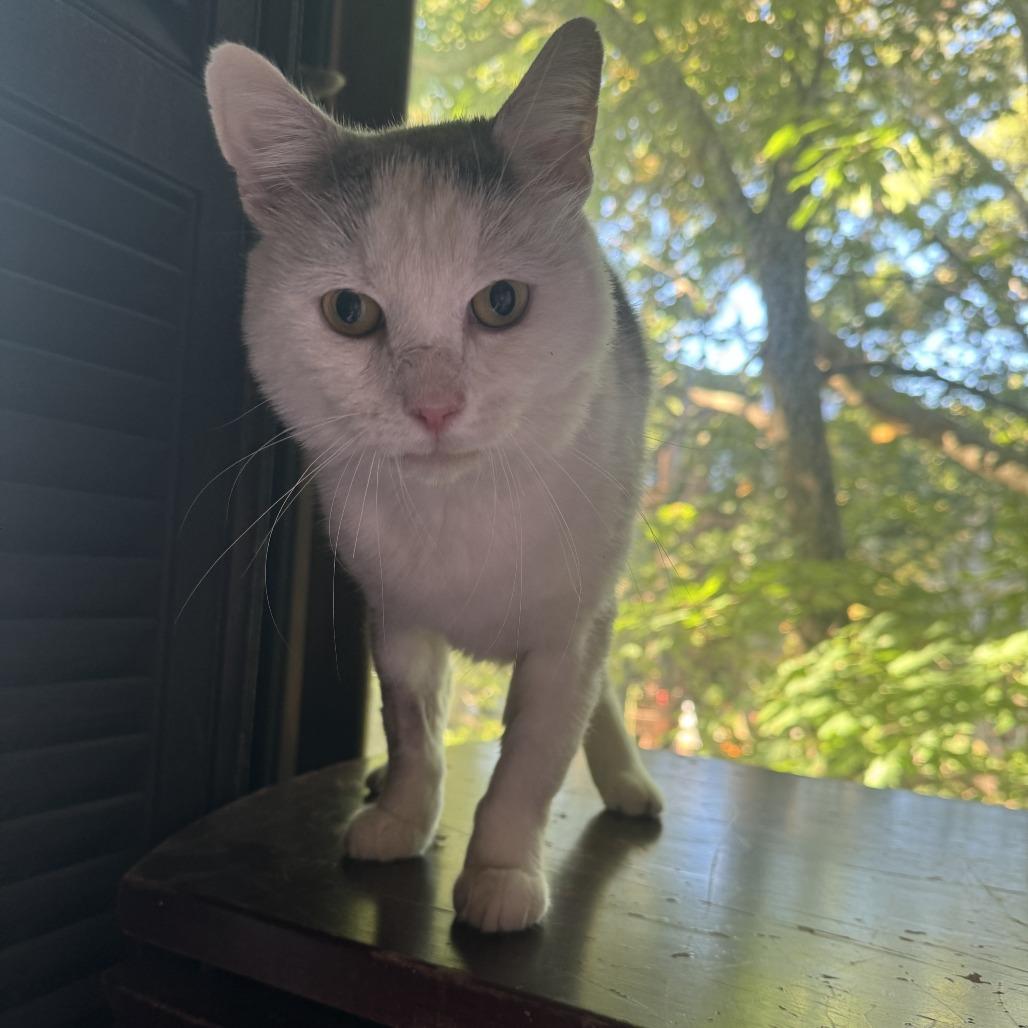 Enlarge Montirius, a Adoptable Domestic Short Hair in Middle Village, NY image 3/6