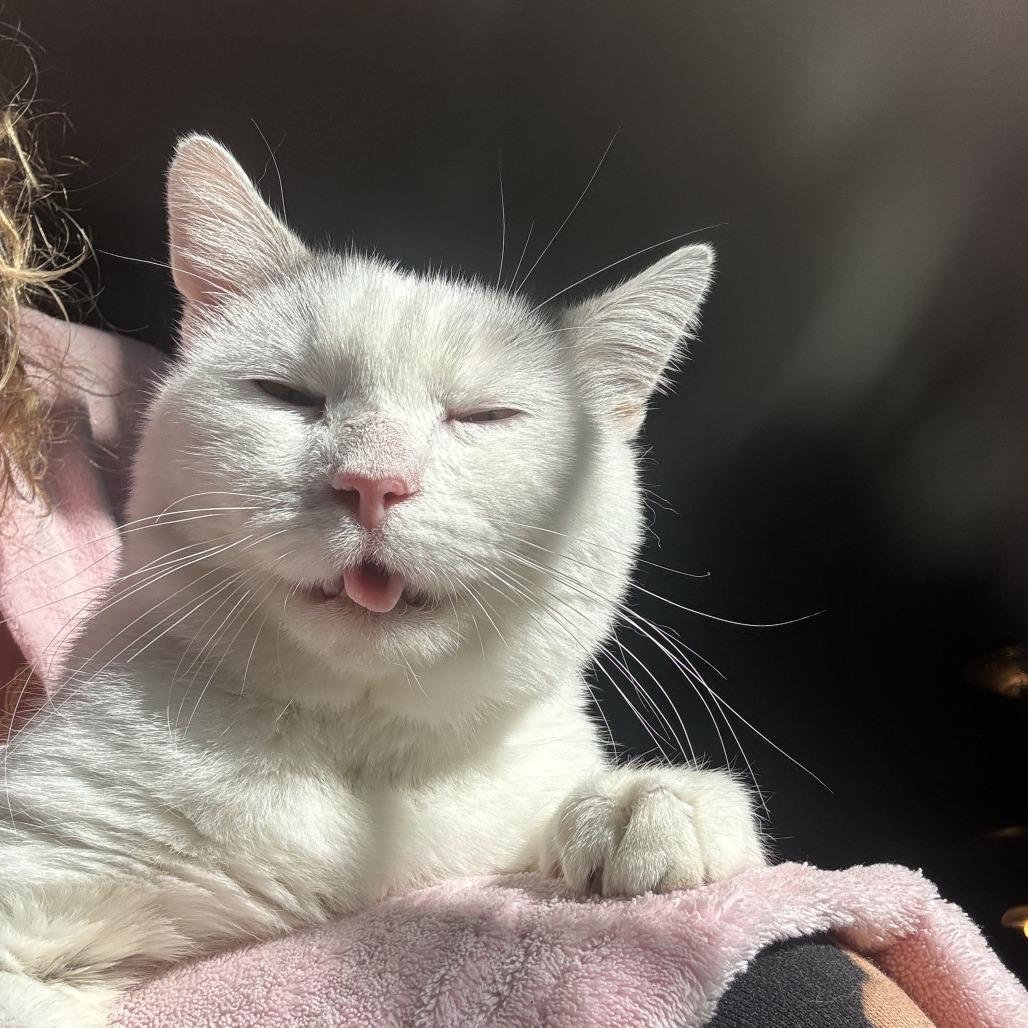 Enlarge Montirius, a Adoptable Domestic Short Hair in Middle Village, NY image 4/6