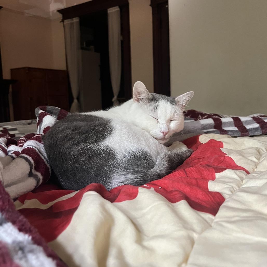 Enlarge Montirius, a Adoptable Domestic Short Hair in Middle Village, NY image 5/6