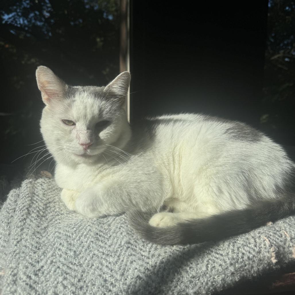 Enlarge Montirius, a Adoptable Domestic Short Hair in Middle Village, NY image 6/6