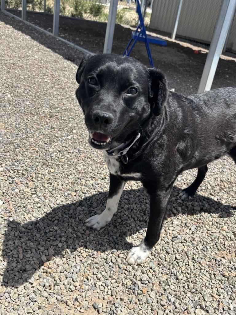 Dolly, a Adoptable mixed breed in Moriarty, NM image 1/2