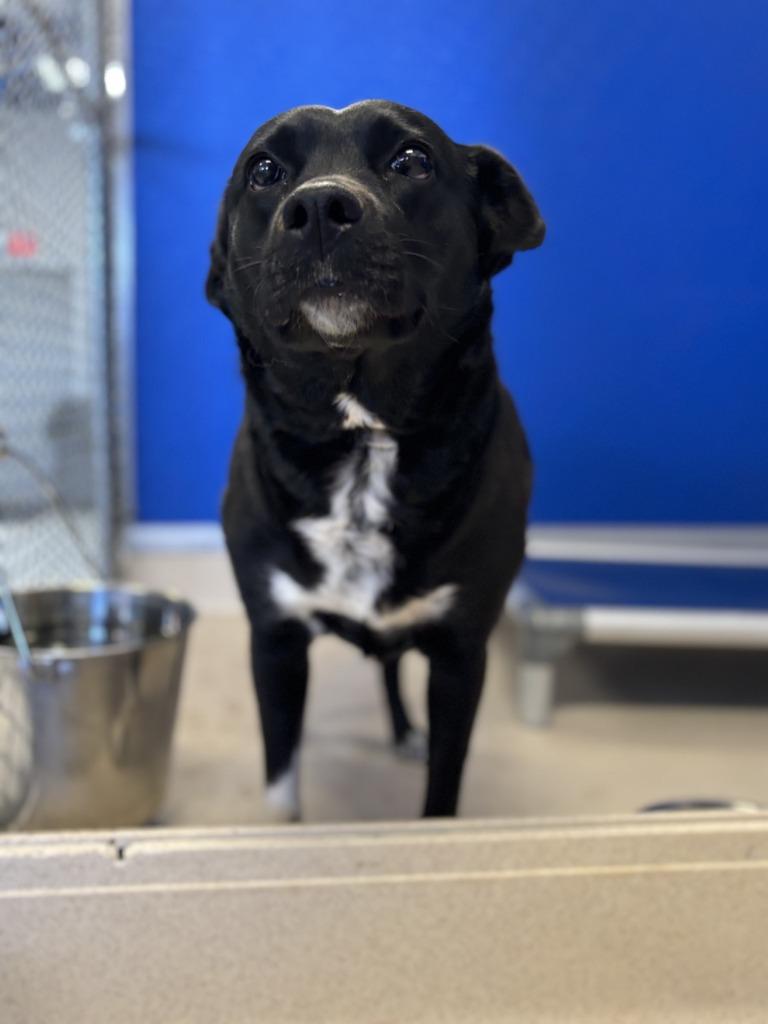 Enlarge Dolly, a Adoptable mixed breed in Moriarty, NM image 1/1