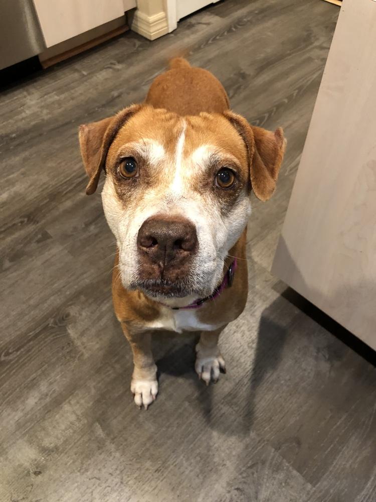 Tweety, Adoptable, Senior Female Pit Bull Terrier & Beagle.