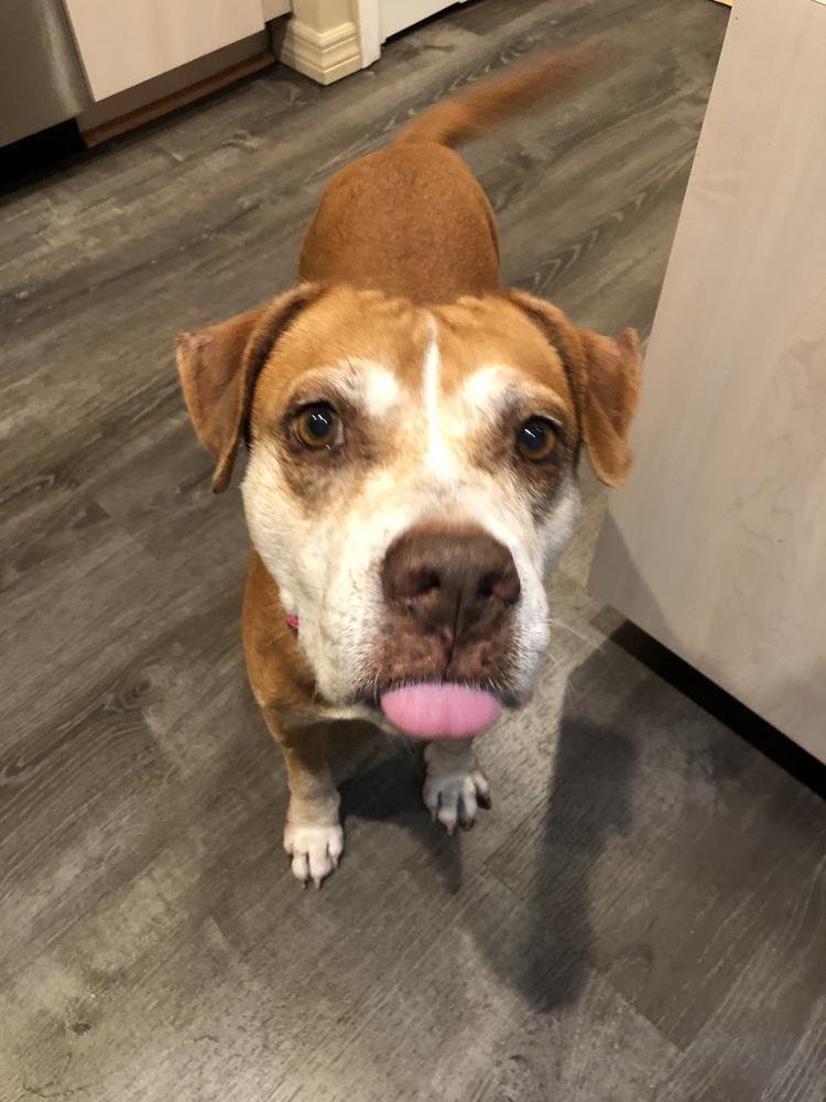 Enlarge Tweety, a Adoptable mixed breed in West Palm Beach, FL image 2/3