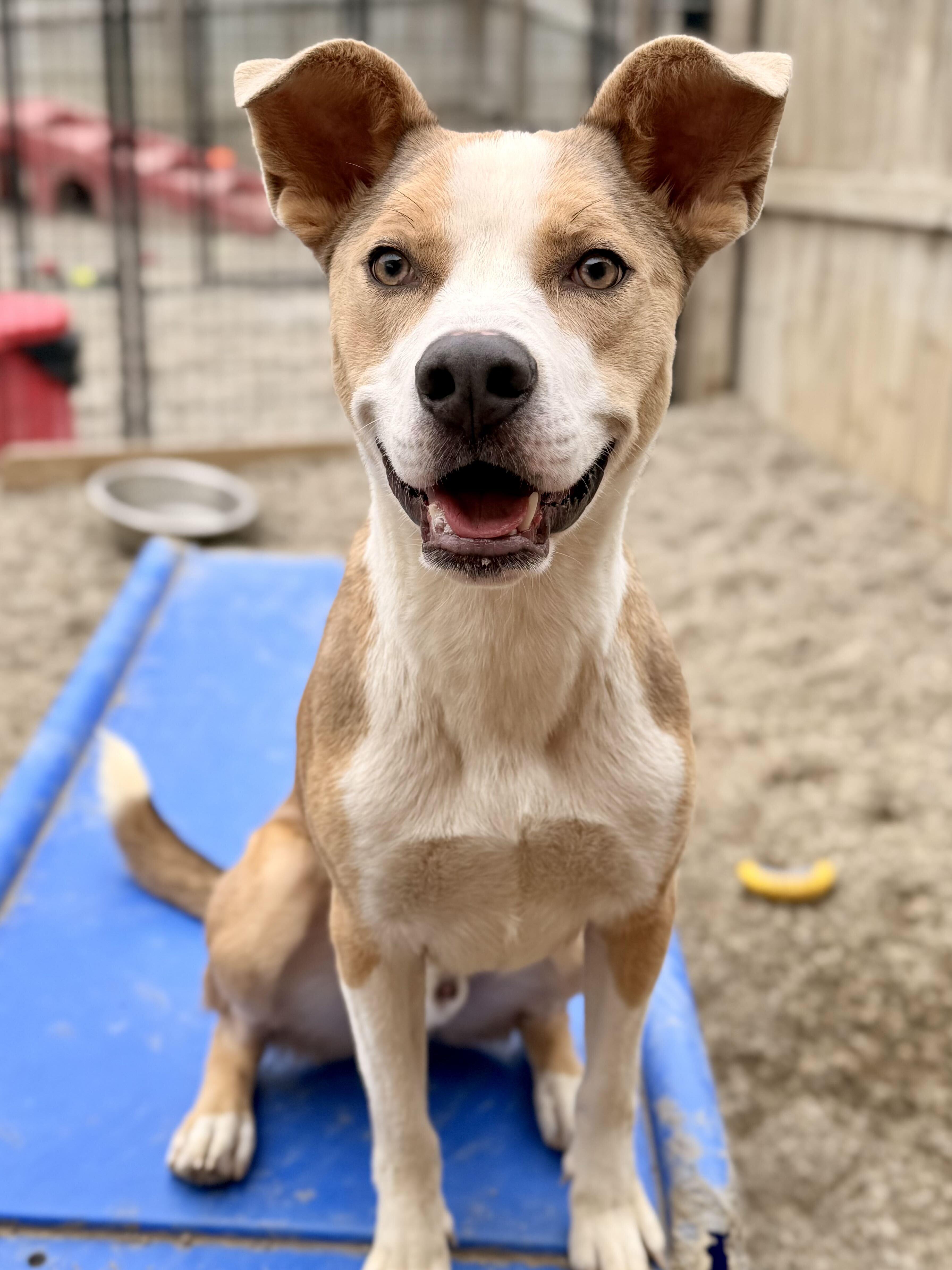Ky, Adoptable, Young Male Basenji.