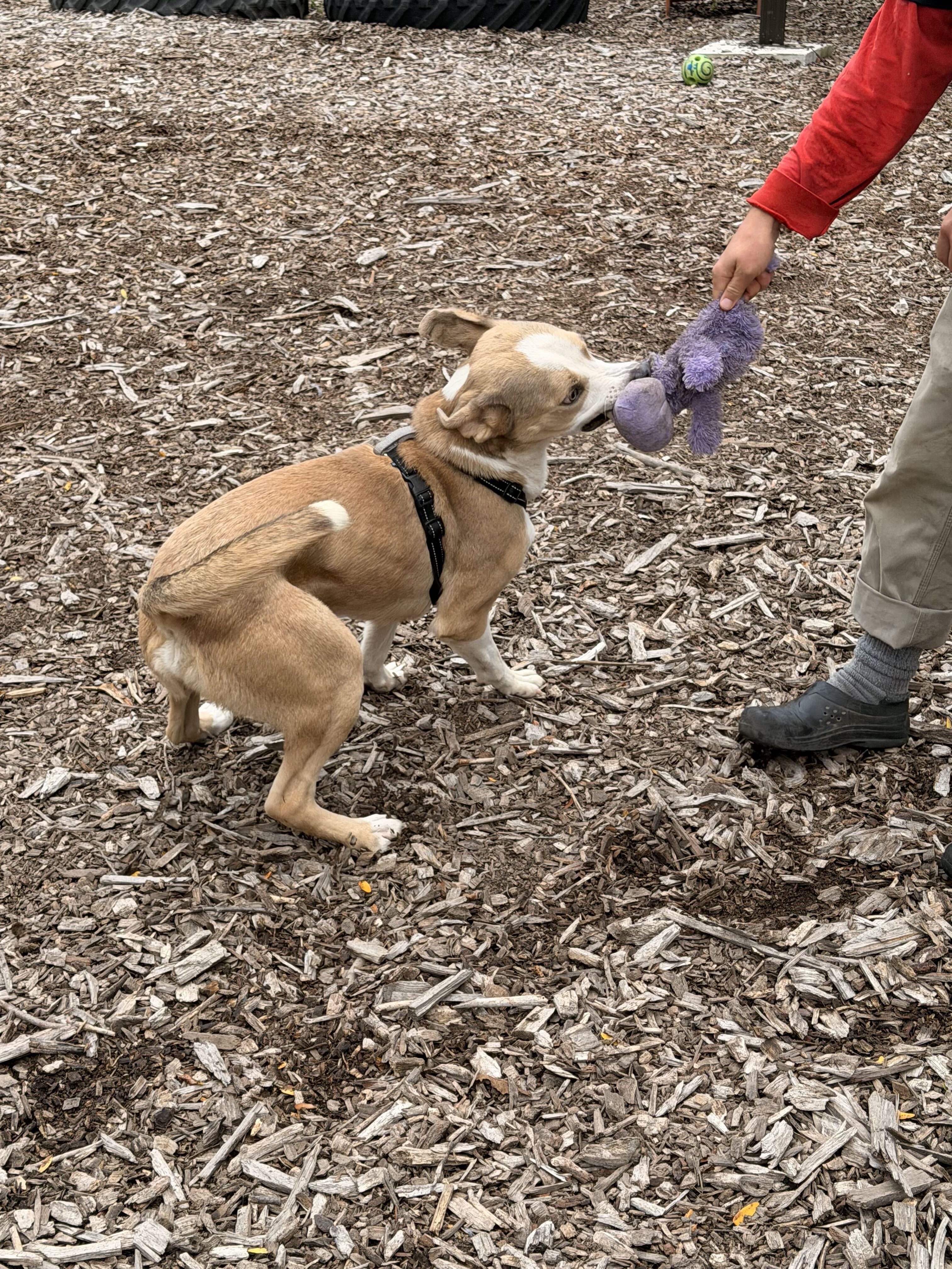 Enlarge Ky, a Adoptable mixed breed in Indianapolis, IN image 2/4