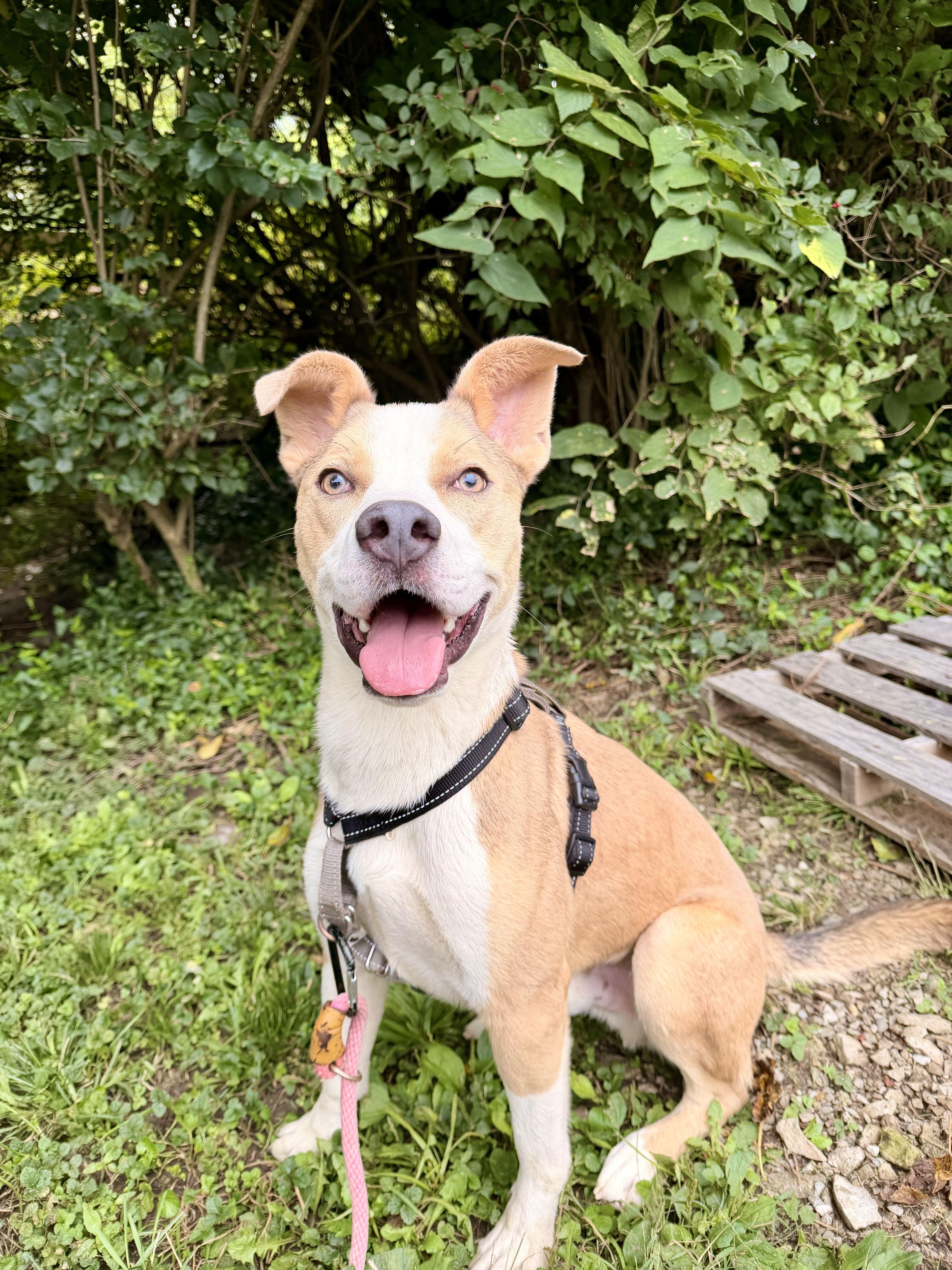 Enlarge Ky, a Adoptable mixed breed in Indianapolis, IN image 3/4