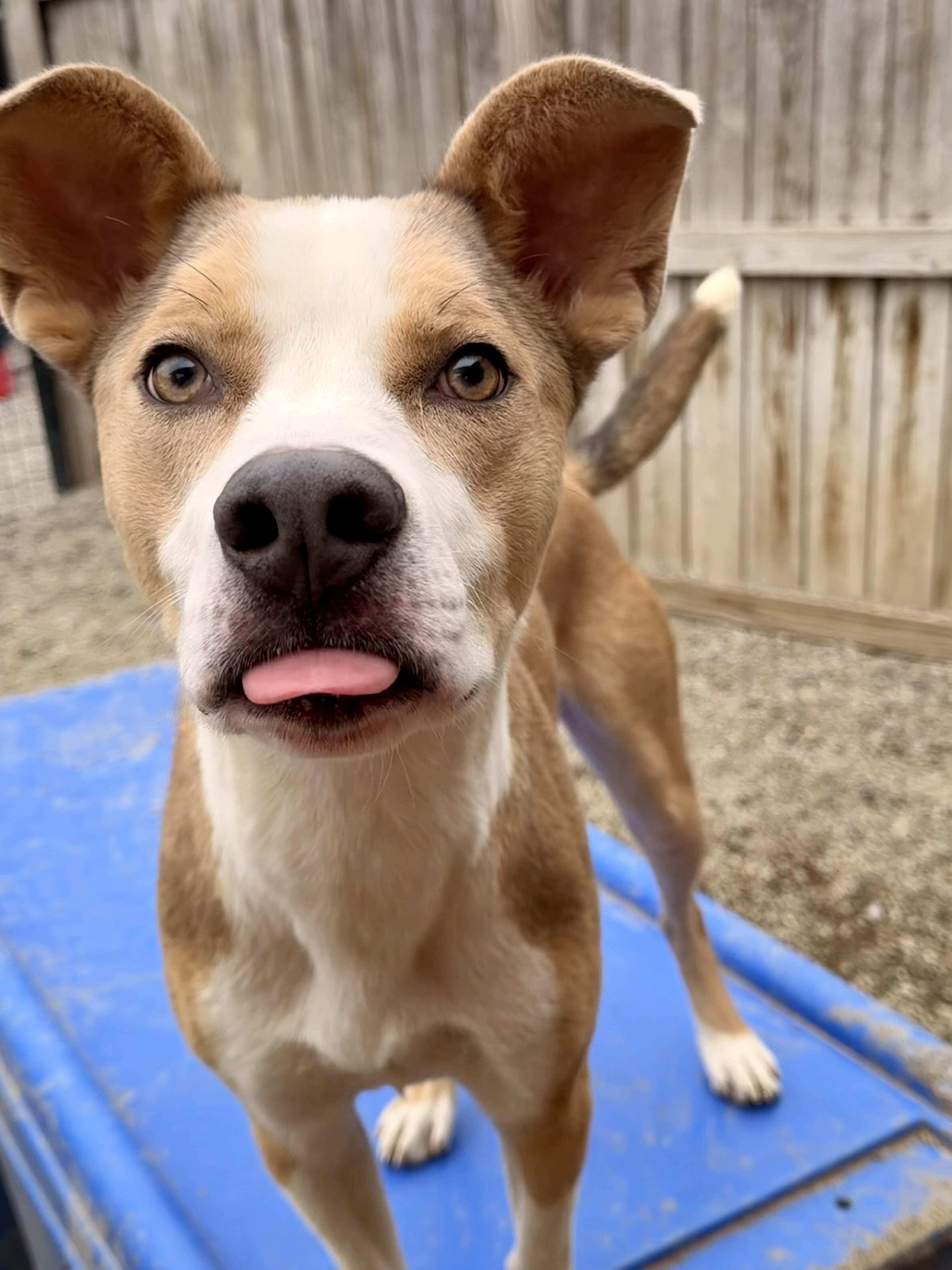 Enlarge Ky, a Adoptable mixed breed in Indianapolis, IN image 4/4