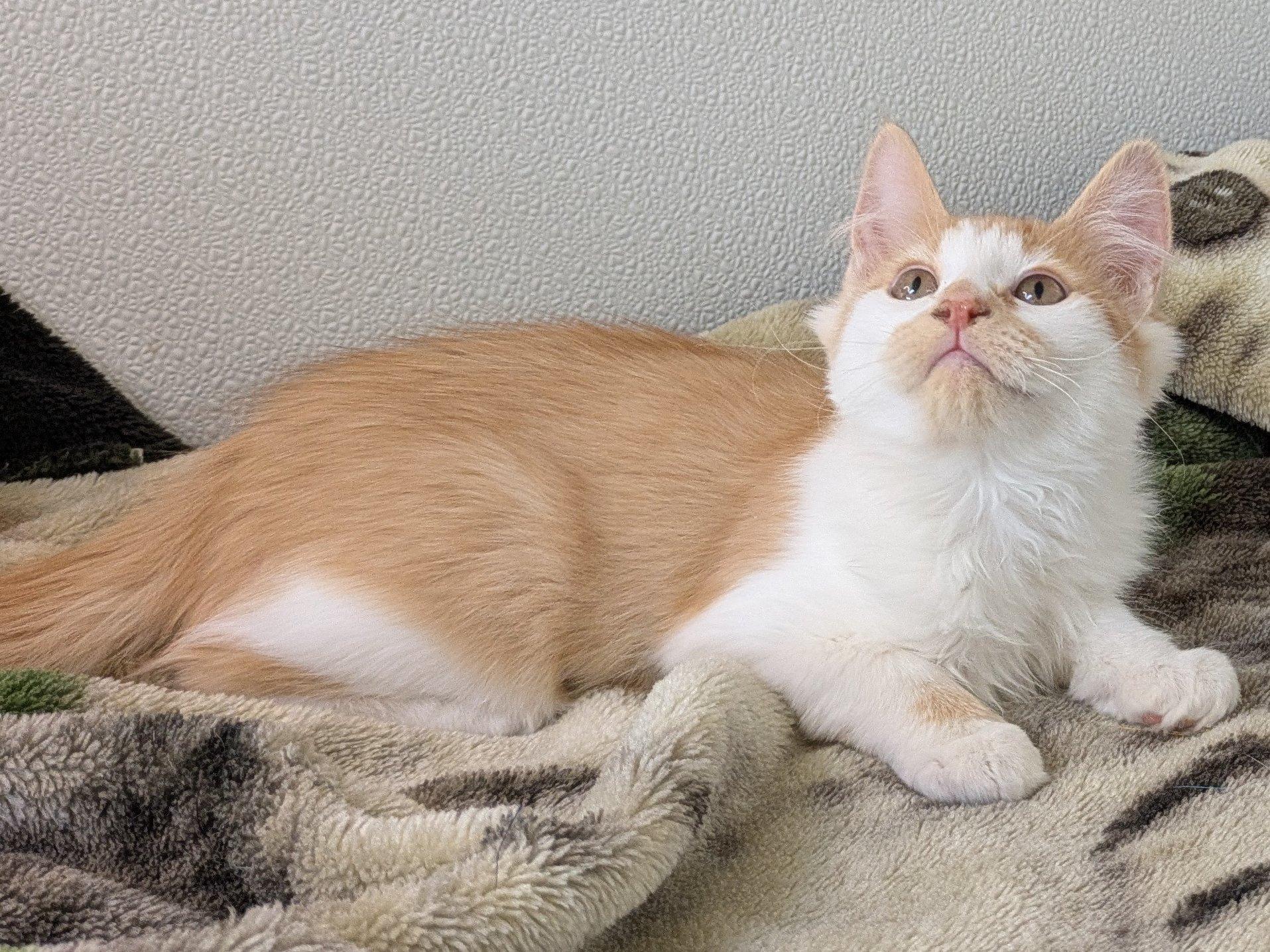 Milka, an adoptable Domestic Medium Hair in Republic, WA, 99166 | Photo Image 2