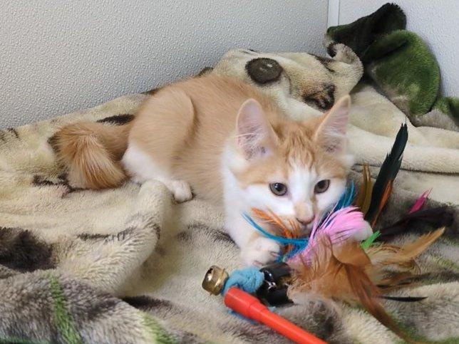 Milka, an adoptable Domestic Medium Hair in Republic, WA, 99166 | Photo Image 5