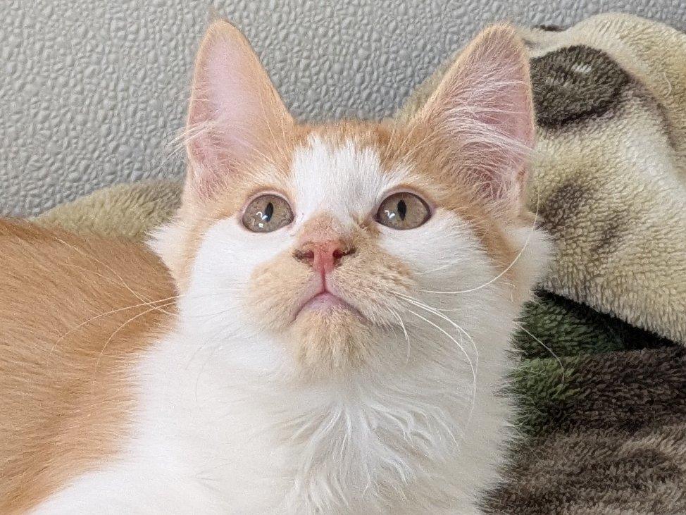 Milka, an adoptable Domestic Medium Hair in Republic, WA, 99166 | Photo Image 1