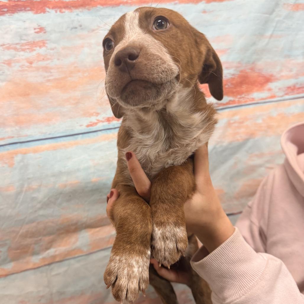 Ilya, Adoptable, Puppy Male Mixed Breed.