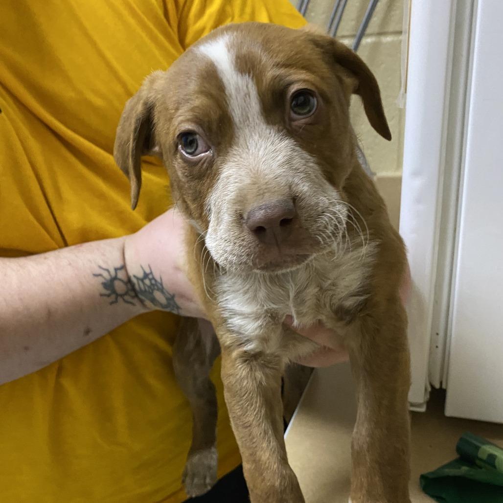 Ilya, a Adoptable Mixed Breed in Cheyenne, WY image 2/2