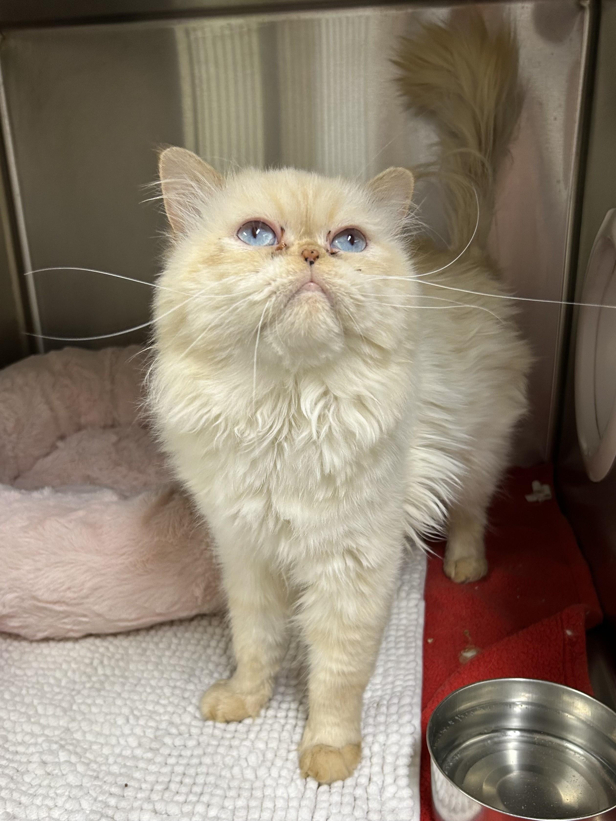 Oliver, a ADOPTABLE mixed breed in Caledon, ON image 3/4