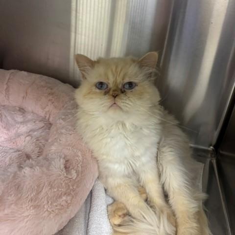 Oliver, a ADOPTABLE mixed breed in Caledon, ON image 2/4