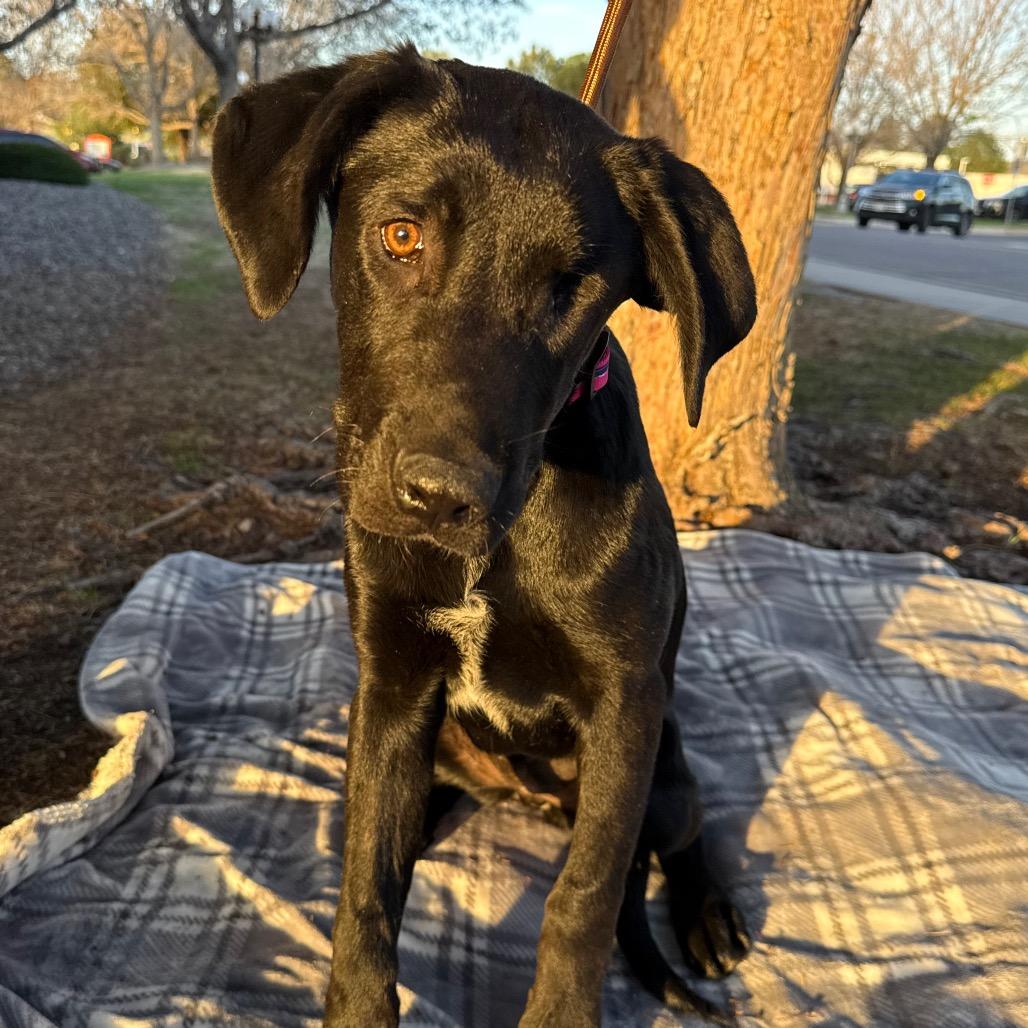 Enlarge 563 (2026) Birdie, a Adoptable mixed breed in Parker, CO image 1/6