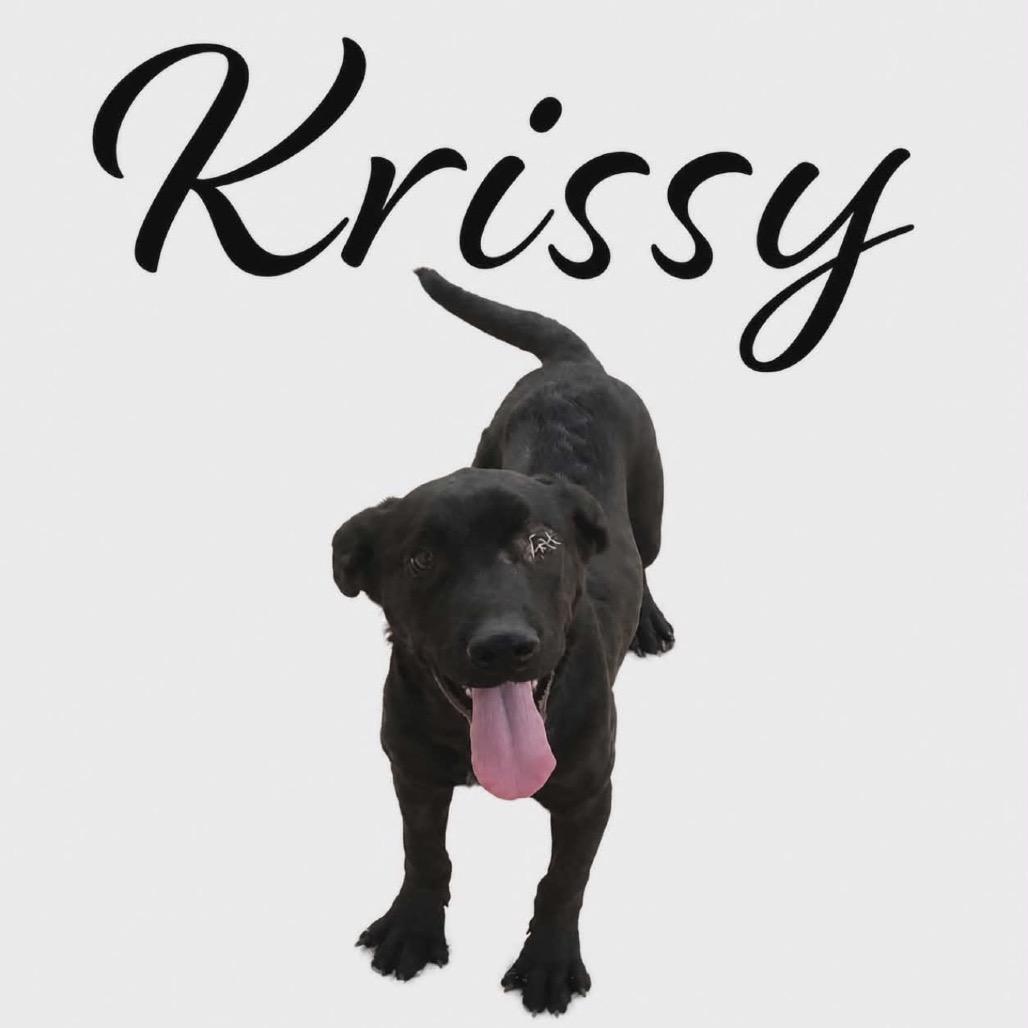 Enlarge 563 (2026) Birdie, a Adoptable mixed breed in Parker, CO image 2/6