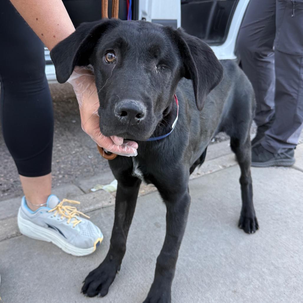 Enlarge 563 (2026) Birdie, a Adoptable mixed breed in Parker, CO image 3/6